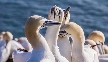 Kaiyun官方登录入口-上海海港新援首秀表现抢眼，上海海港引进新内援